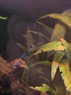 Blauwe neocaridina garnaal
