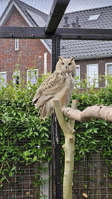 Siberische oehoe tarsel beschikbaar voor biedingen