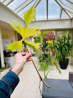Philodendron ‘Florida Beauty’ variegata xl stek, Huis en Inrichting, Overige soorten, Halfschaduw, Bloeiende kamerplant, 200 cm of meer