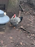 Wyandotte kriel kleurmix, Dieren en Toebehoren, Pluimvee