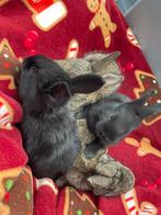 Reuze vlinders, Dieren en Toebehoren, Konijnen, Groot
