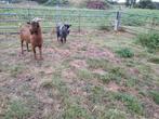 Dwerg geitjes, Dieren en Toebehoren, Schapen, Geiten en Varkens