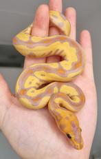 1.0 banana leopard clown 66% het piebald koningspython, Animaux & Accessoires, Reptiles & Amphibiens