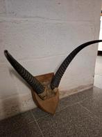 Gewei antilope/gemsbok, Ophalen