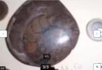 AMMONIET - 65 miljoen jaar oud fossiel van inktvis ! 2 v 14, Ophalen of Verzenden, Fossiel