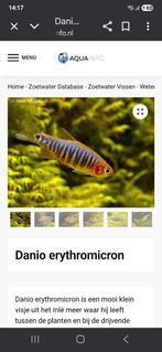 Emerald danio locatie maastricht, Dieren en Toebehoren, Vissen | Aquariumvissen