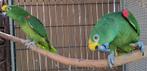 Très beau couple amazone à front jaune, Dieren en Toebehoren, Vogels | Parkieten en Papegaaien, Mannelijk