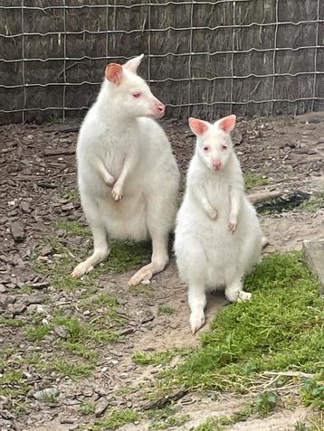 Wallaby’s beschikbaar voor biedingen