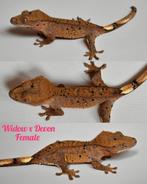 Wimpergekko vrouw 2024, Dieren en Toebehoren, Reptielen en Amfibieën