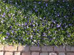 Vinca = makkelijke bodembedekker, Ophalen, Bodembedekkers, Vaste plant, Halfschaduw