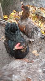 cochin groothoender hanen, Dieren en Toebehoren, Pluimvee, Mannelijk, Kip