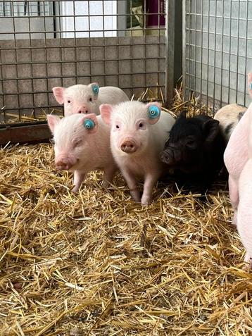 gottinger mini varkens, biggen  biggetjes in vele kleuren beschikbaar voor biedingen