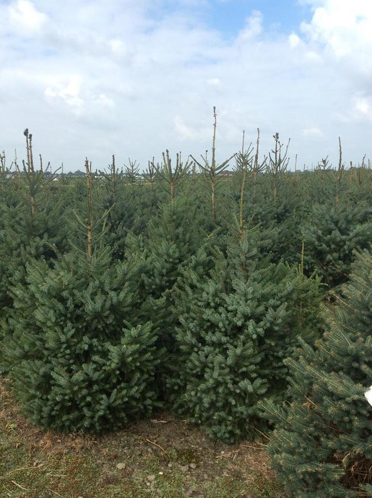 Kerstbomen, Tuin en Terras, Planten | Struiken en Hagen, Ophalen
