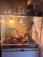 3 eierleggende wimpergekkos + terra, Dieren en Toebehoren, Ophalen, Zo goed als nieuw, Terrarium of Paludarium