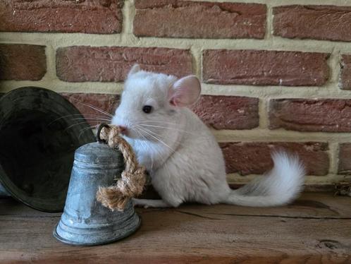 Chinchilla vrouwtje, Dieren en Toebehoren, Knaagdieren, Chinchilla