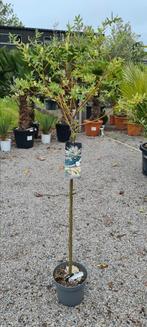 Salix integra 'Hakuro Nishiki', Tuin en Terras, Planten | Bomen, Ophalen, Halfschaduw