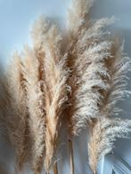 Pampa’s, Huis en Inrichting, Woonaccessoires | Droogbloemen, Ophalen, Zo goed als nieuw