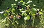 Pannenkoekenplantjes, Ombre partielle, Plante verte, Enlèvement, Moins de 100 cm