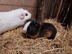 Te koop, cavia krul (witte cavia NIET te koop), Dieren en Toebehoren, Knaagdieren, Cavia, Mannelijk, Juli, Tam