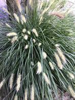 lampenpoets gras(grote bussel), Tuin en Terras, Ophalen of Verzenden, Herfst, Vaste plant, Siergrassen