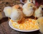 Gezocht: (eendags)kuikens liefst poule de bresse of ross 308, Dieren en Toebehoren, Kip