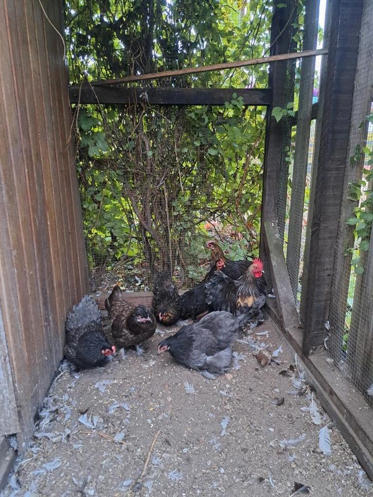 Cochin kriel hennetjes, Dieren en Toebehoren, Pluimvee, Kip, Vrouwelijk