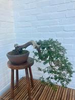 Bonsai taxus, cascade, Tuin en Terras, Bloeit niet, Overige soorten, Minder dan 100 cm, Volledige schaduw