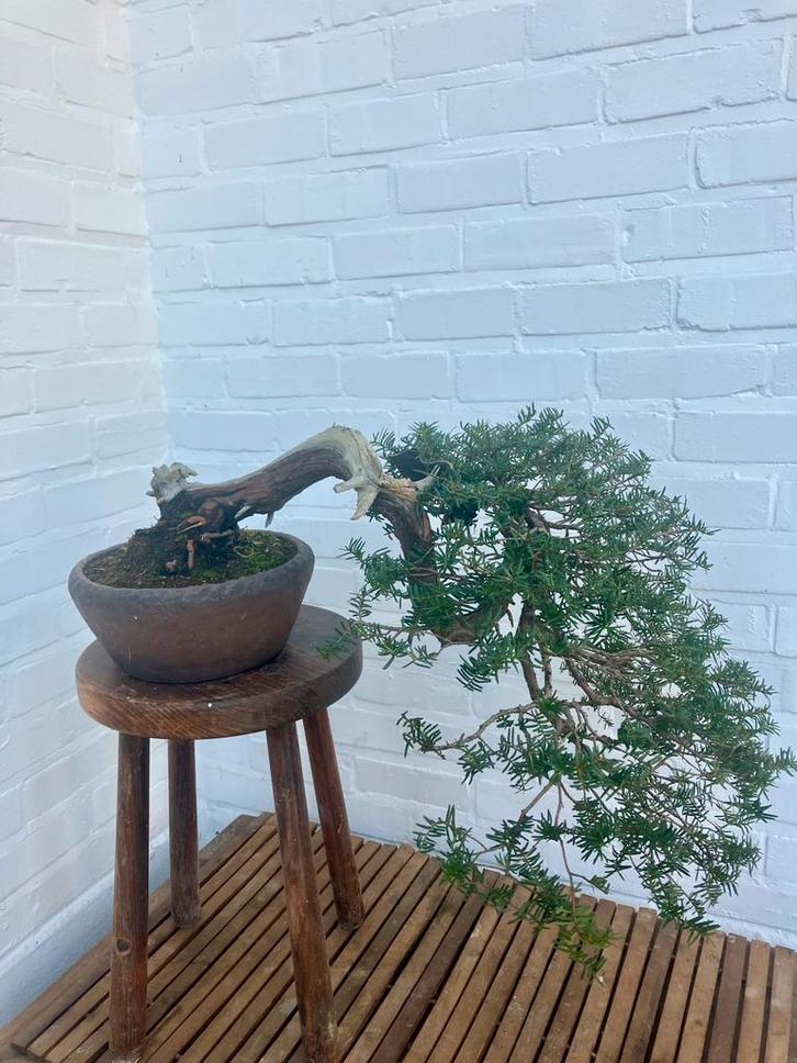Bonsai taxus, cascade, Tuin en Terras, Planten | Bomen, Overige soorten, Minder dan 100 cm, Volledige schaduw, Bloeit niet, In pot