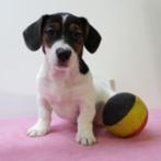 Jack Russell Terriër - Belgische puppy's te koop, Dieren en Toebehoren, België, Jack Russell Terriër, Handelaar, CDV (hondenziekte)