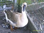 ganzen, Vrouwelijk, Gans of Zwaan