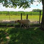 Dekram, Dieren en Toebehoren, Schapen, Geiten en Varkens