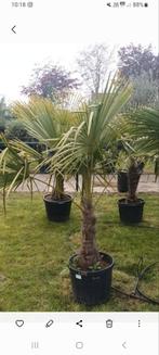 ‼️palmbomen trachycarpus fortunei ‼️, Enlèvement