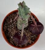 Stapelia Engleriana, Verzenden, Vetplant, Minder dan 100 cm