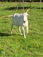 Melkgeit, Dieren en Toebehoren, Geit