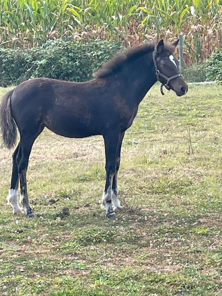 New Forest zwart/bruin merrieveulen uit kroonmerrie, Dieren en Toebehoren, Pony's, Merrie, D pony (1.37m tot 1.48m), Springpony