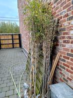 Fargesia demissa 'Gerry', Tuin en Terras, Planten | Tuinplanten, Ophalen