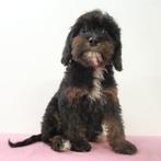 Cavapoo - Chiots à vendre, Animaux & Accessoires, Chiens | Chihuahuas & Chiens de compagnie, Plusieurs, Étranger, Commerçant, Parvovirose