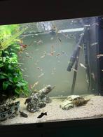 guppies, Dieren en Toebehoren, Vissen | Aquariumvissen, Vis, Zoetwatervis
