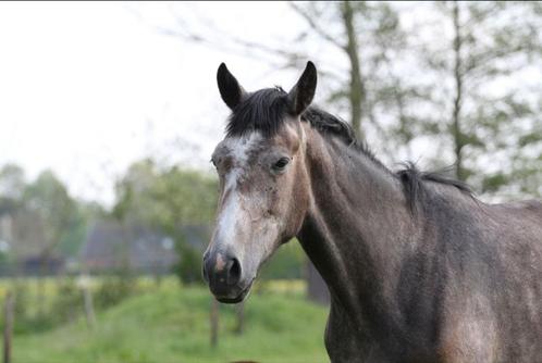 Fokmerrie uit superlijn, Dieren en Toebehoren, Paarden en Pony's | Dekhengsten en Fokmerries, Merrie