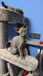 Liefdevolle Cornish Rex, klaar voor een nieuw Thuis!, Dieren en Toebehoren, Poes, Gechipt, 0 tot 2 jaar