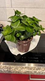 Kamerplant, Groene kamerplant, Ophalen, In pot, Halfschaduw