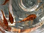 Algeneters jong LDA (3,5-4cm)3€ per stuk, Dieren en Toebehoren, Vissen | Aquariumvissen, Overige typen, Zoetwatervis