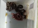 Baby korenslangen, Dieren en Toebehoren, Slang, Tam, 0 tot 2 jaar