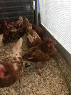 Drie kippen voor 20€, Dieren en Toebehoren, Kip