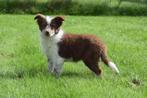 Border collie pups 💖💖💖, België, 15 weken tot 1 jaar, CDV (hondenziekte), Collie