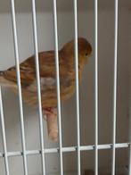 Five fancy cinnamon pop, Dieren en Toebehoren, Vogels | Kanaries