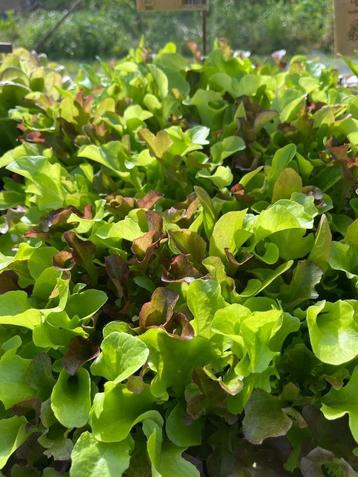 Mesclun de salade  beschikbaar voor biedingen