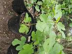 Vijgenboom in pot, Tuin en Terras, Planten | Bomen, Overige soorten, Minder dan 100 cm, Zomer, Ophalen