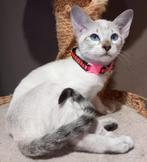 Superbes chatons siamois typé orientaux  entièrement tabby!, Dieren en Toebehoren, Poes, Gechipt, 0 tot 2 jaar