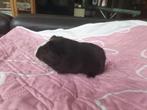 Gladhaar zeugje cavia, Dieren en Toebehoren, Knaagdieren, September, Vrouwelijk, Cavia